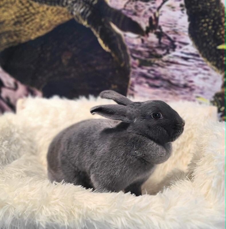 Picture of the Animal Listed